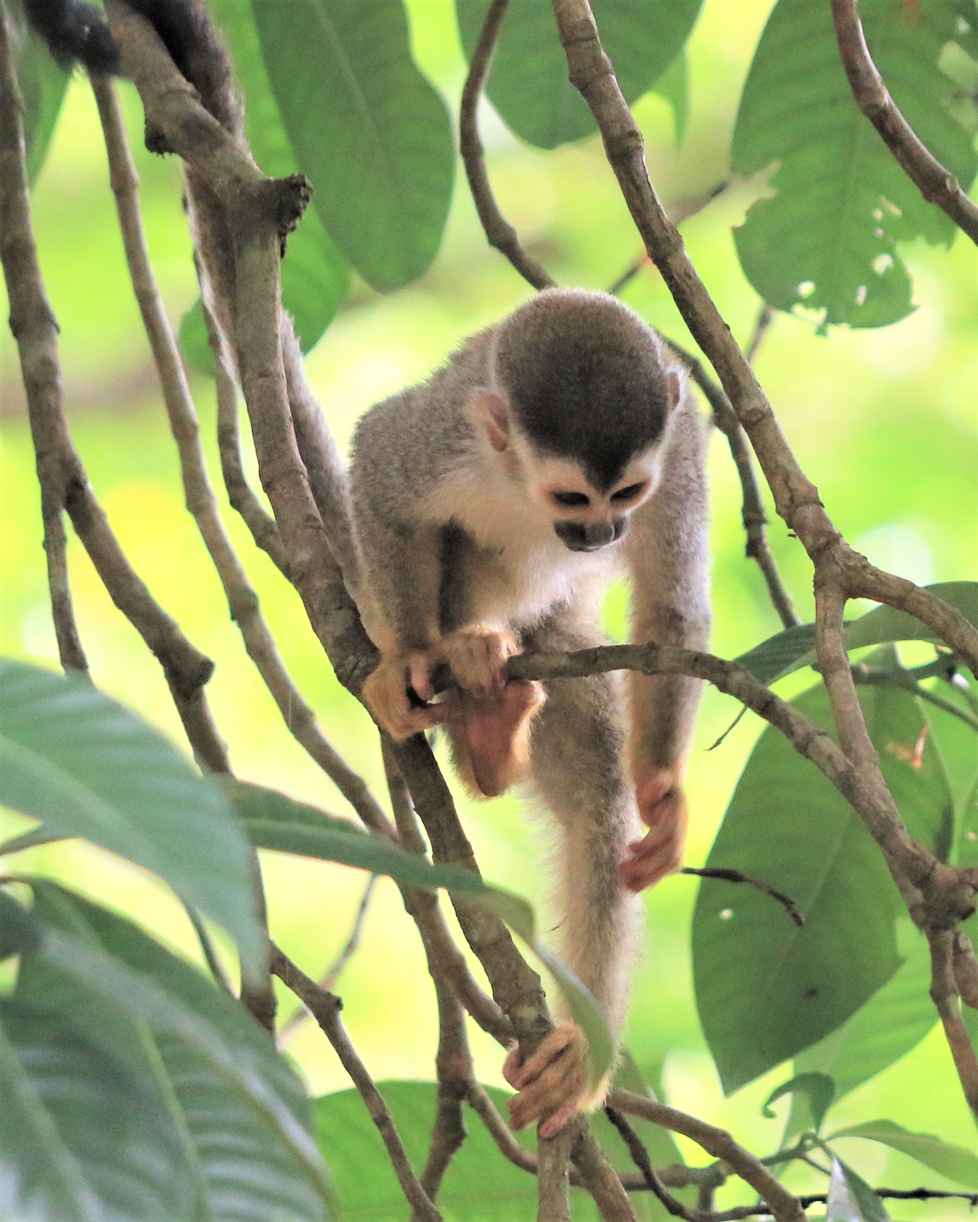 Costa Rica